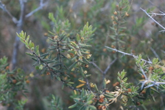 Agathosma microcarpa