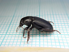 Harpalus serripes