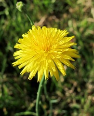 Hypochaeris radicata