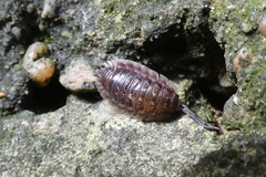 Oniscus asellus