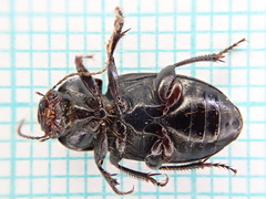 Harpalus serripes