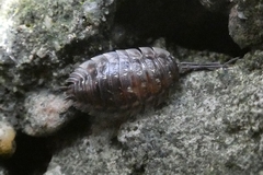Oniscus asellus