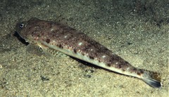 Platycephalus grandispinis