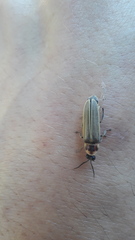 Photinus signaticollis