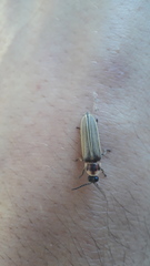 Photinus signaticollis