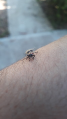 Photinus signaticollis