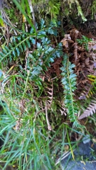 Polystichum acanthophyllum