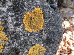 Xanthoria calcicola