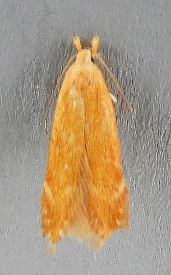 Monochroa placidella