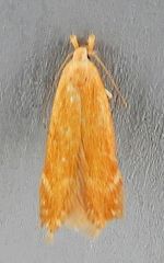 Monochroa placidella