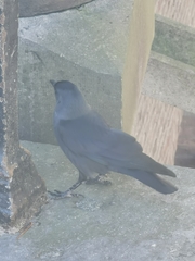 Corvus monedula