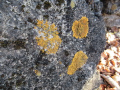 Xanthoria calcicola