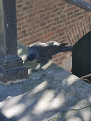 Corvus monedula