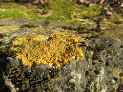 Xanthoria calcicola