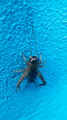 Miogryllus