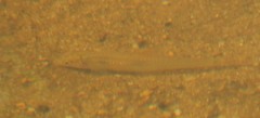 Notropis longirostris