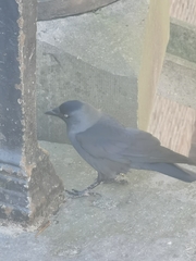 Corvus monedula