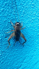 Miogryllus