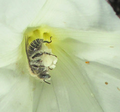 Diadasia bituberculata