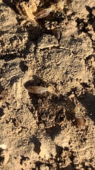 Termitoidae