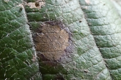 Fungi
