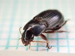 Harpalus pumilus