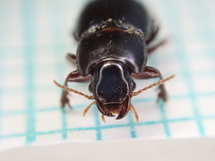 Harpalus pumilus