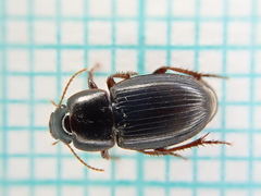Harpalus pumilus
