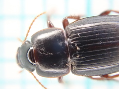 Harpalus pumilus