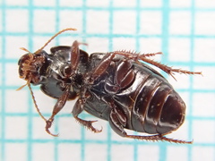 Harpalus pumilus