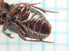 Harpalus pumilus