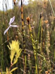 Cyphia volubilis volubilis