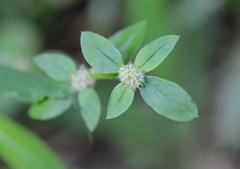 Spermacoce mauritiana