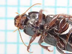 Harpalus pumilus