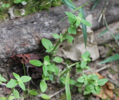 Spermacoce mauritiana