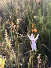 Cyphia volubilis volubilis