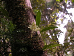 Bulbophyllum pectinatum