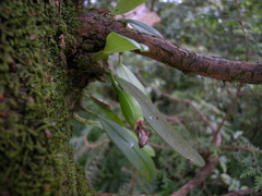 Bulbophyllum pectinatum