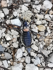 Parasteropleurus perezii