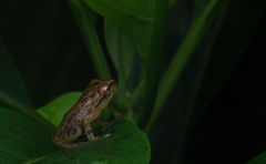 Raorchestes luteolus