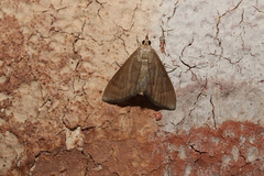 Lamprophaia albifimbrialis