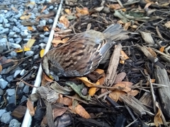 Zonotrichia albicollis