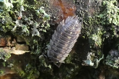 Oniscus asellus