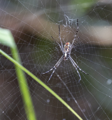 Argiope radon