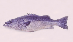 Polyprion oxygeneios