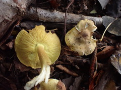 Tricholoma frondosae