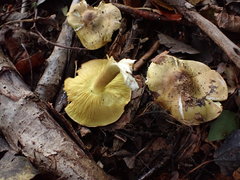 Tricholoma frondosae