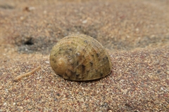 Nerita histrio