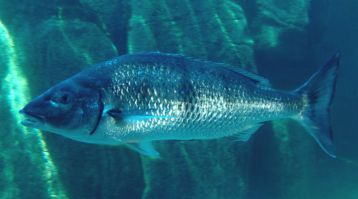 Pignose Grunter