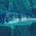 長頭石頜鯛 - Photo (c) FishWise Professional，保留部份權利CC BY-NC-SA